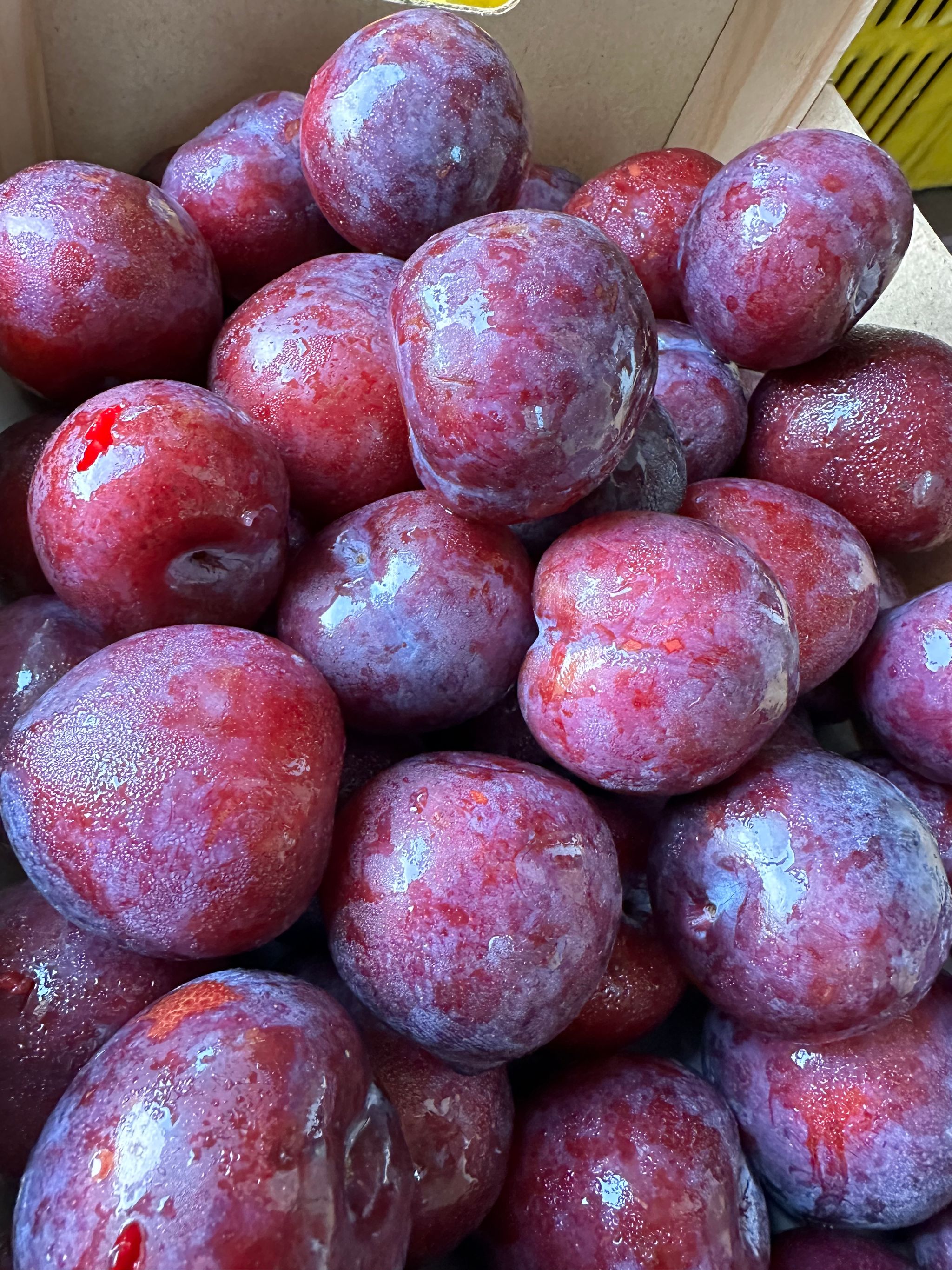 PLUM RED  (1kg)_0