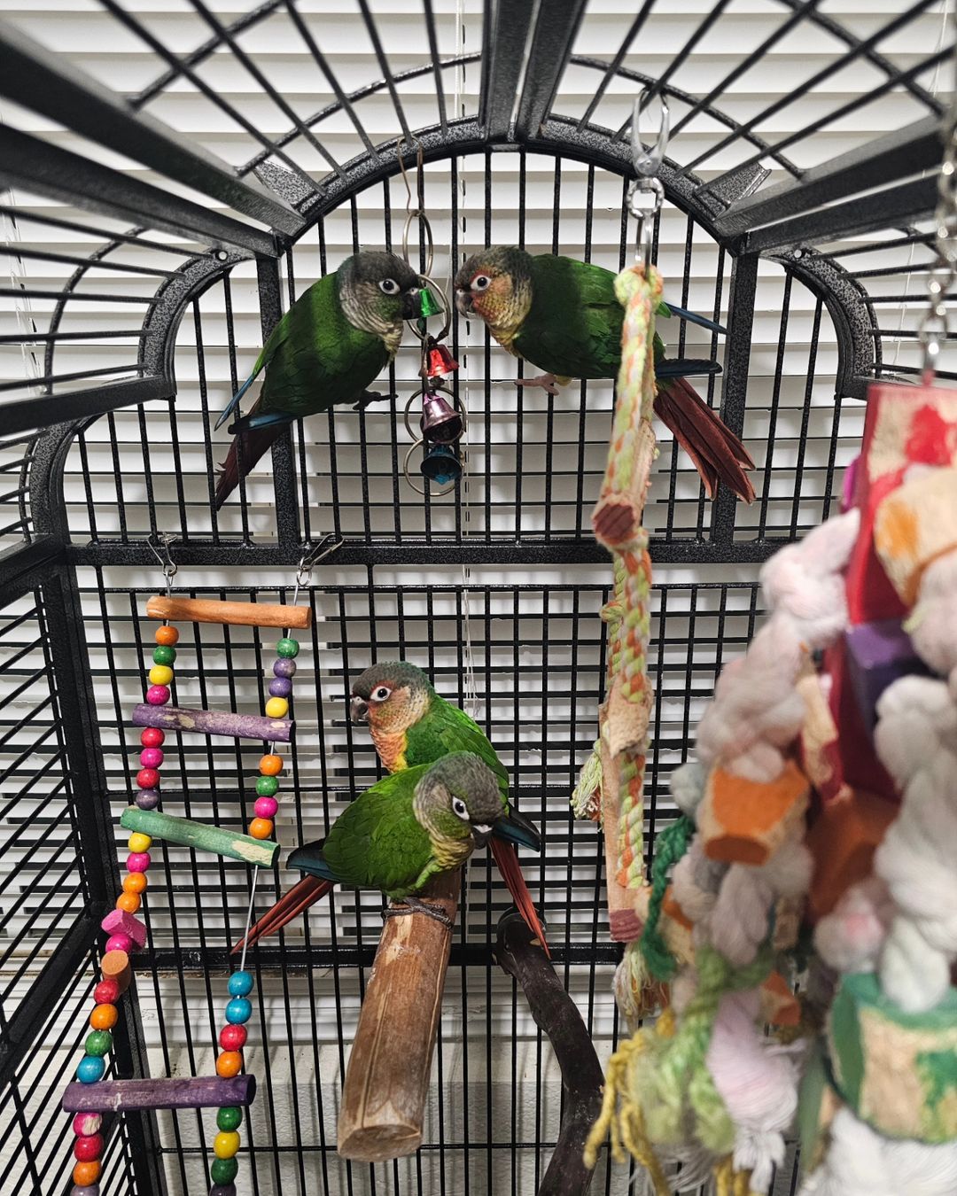 Green Cheek Conures- 5 Months - Babies_0