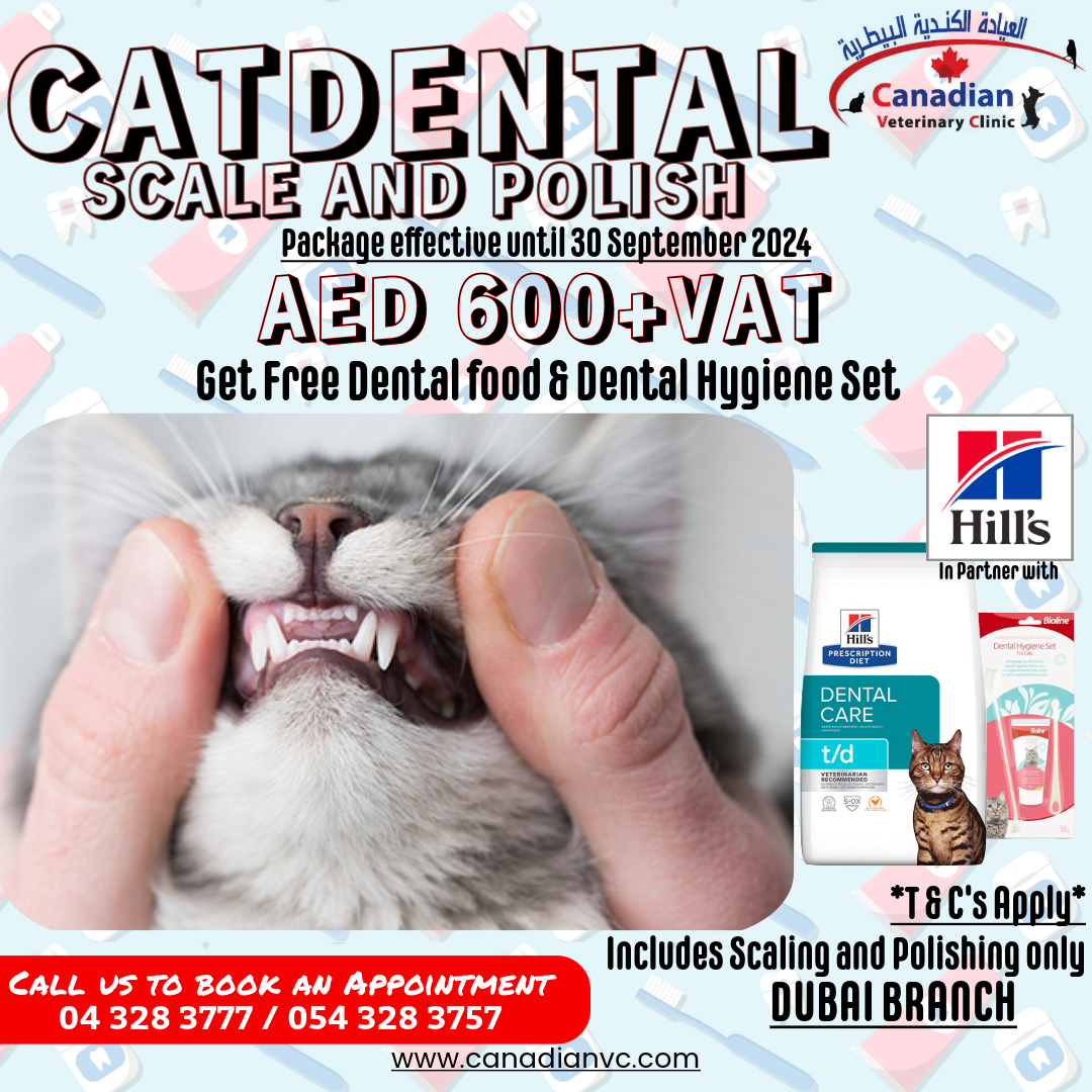 Cat Dental Scaling Promotion_0