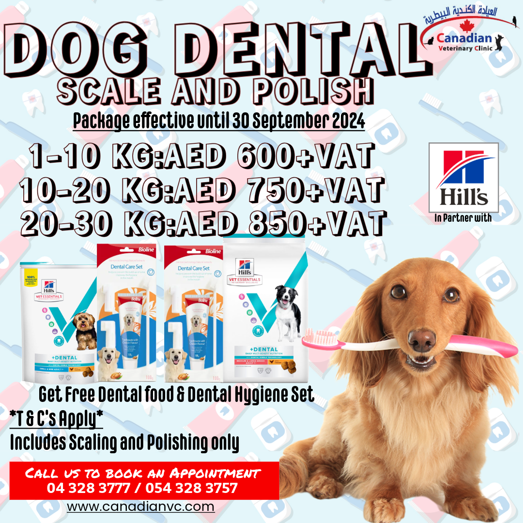 Dental cleaning for your dog and enjoy a FREE Hill’s Dental Care food bag + an exclusive dental care set!_0