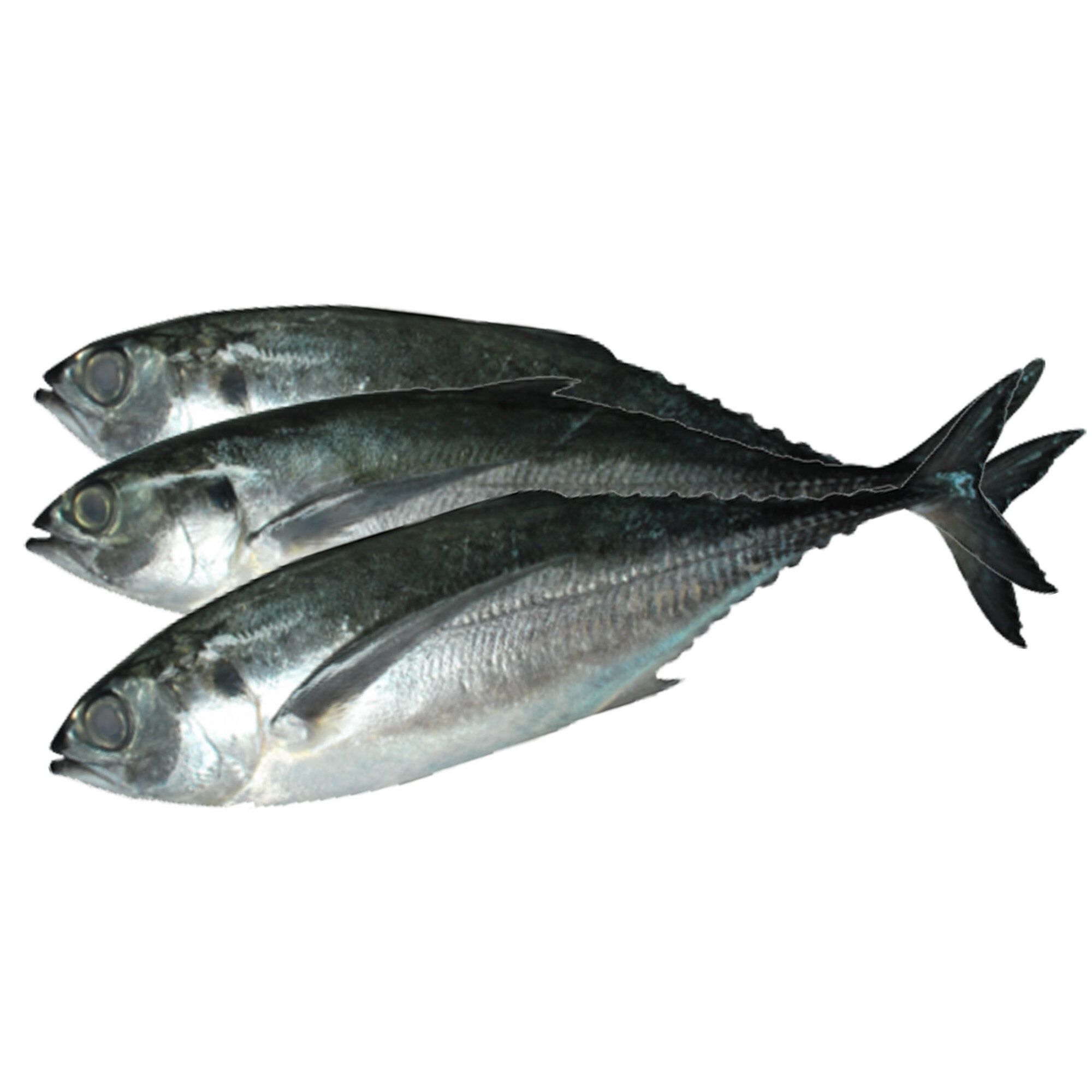 Ikan Cencaru_0