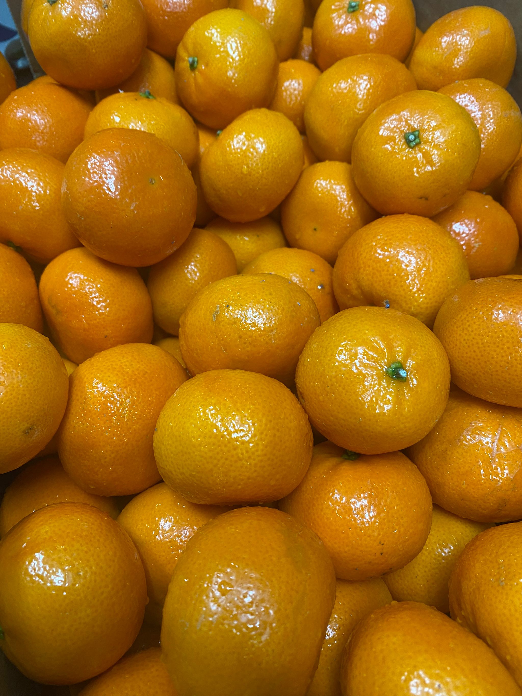 Aust Afourer Mini Mandarin_0