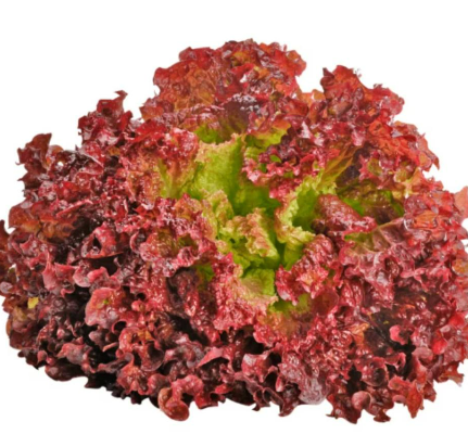 Meod Lollo Rossa (150g)-沙拉生菜_0