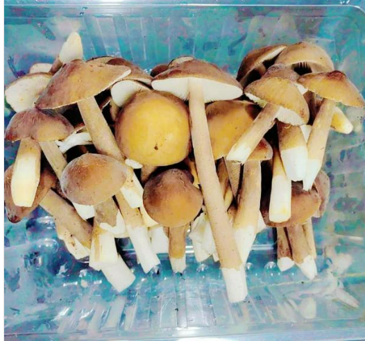 Meod Porcelain Queen Mushroom- 200g Premium香菇_1