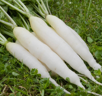 Organic White Radish - 白罗卜 - 大根 400 g (With Leaf)_0