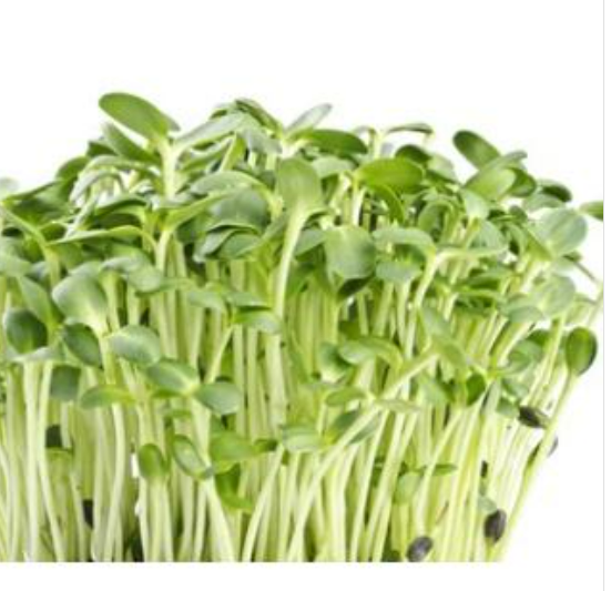 Organic Sunflower Sprouts - 葵花苗 - 200 g_0