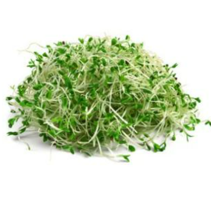 Organic Alfalfa Sprouts - 苜宿芽 - 100 g_0