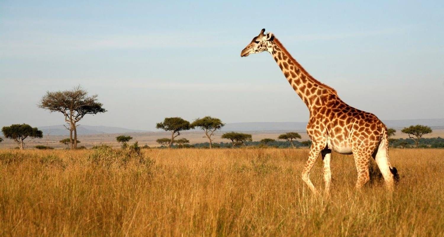 3 DAY SAMBURU NATIONAL RESERVE SAFARI_4