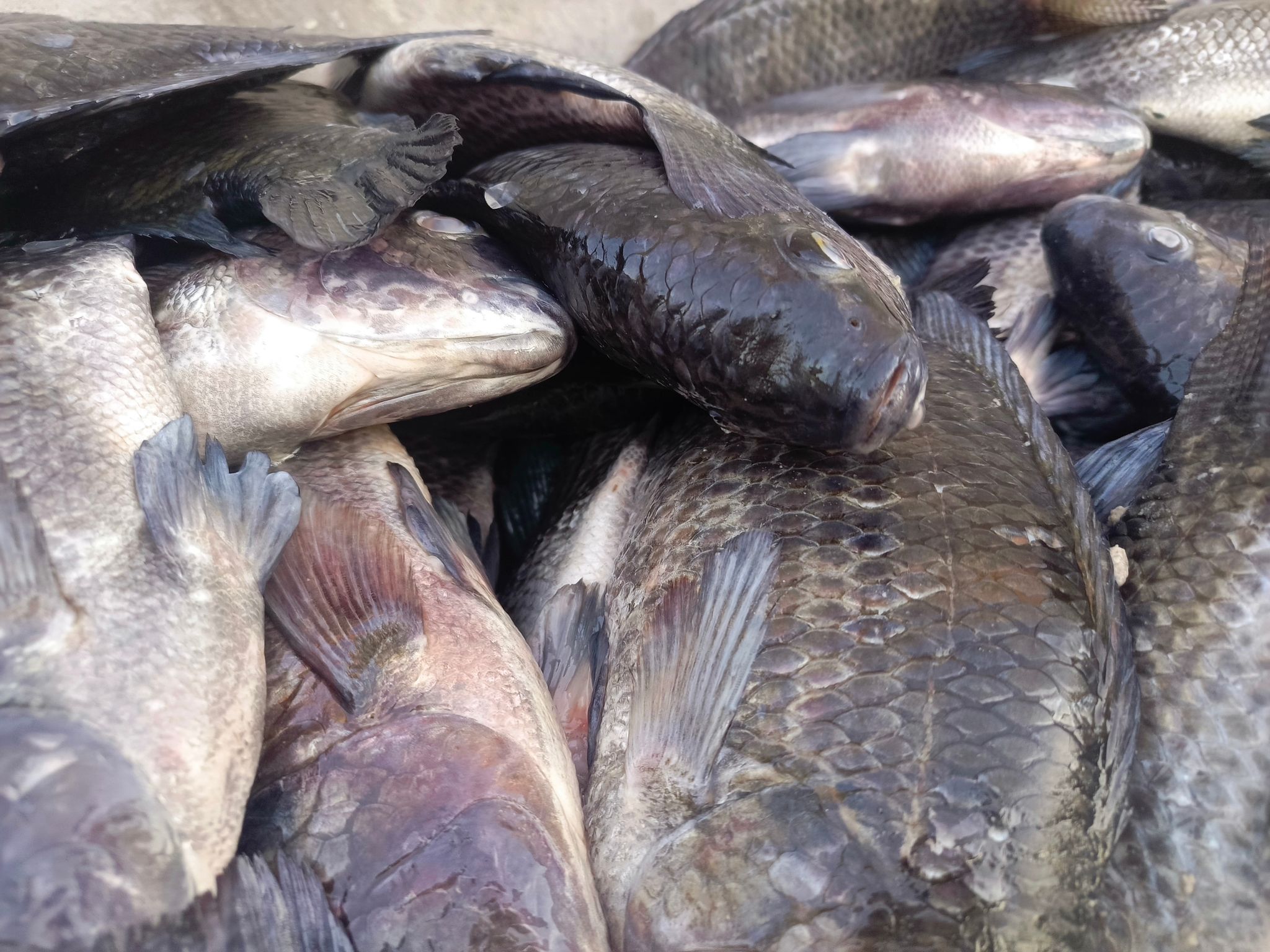 Whole bream fish _0