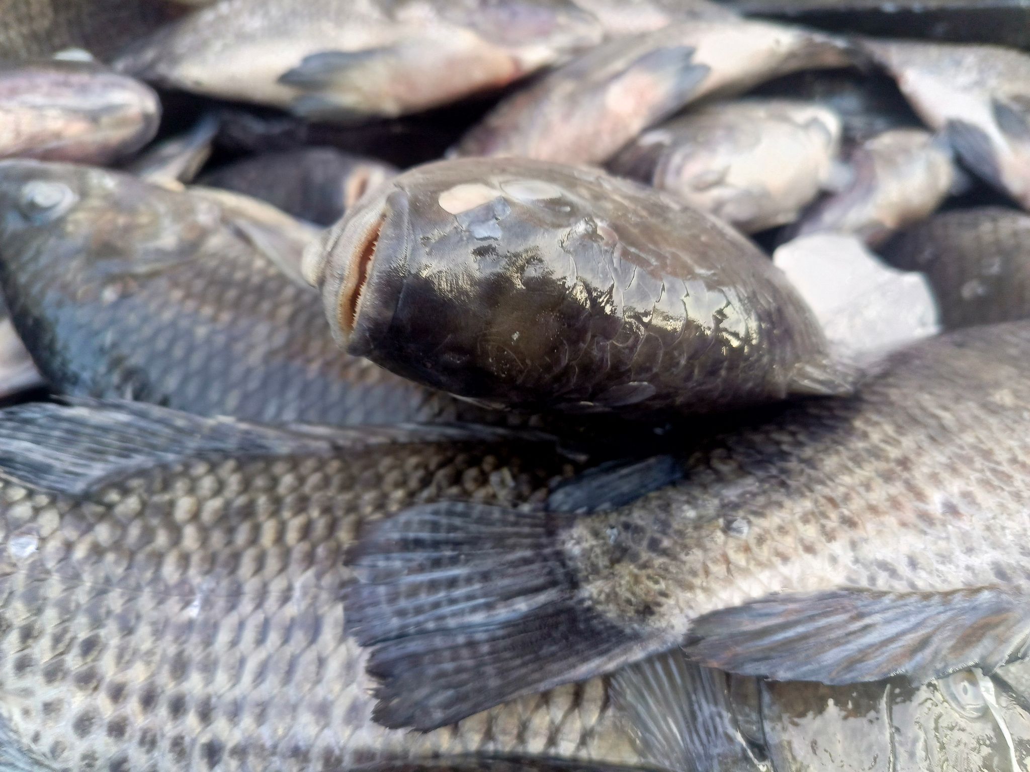 Whole bream fish _2