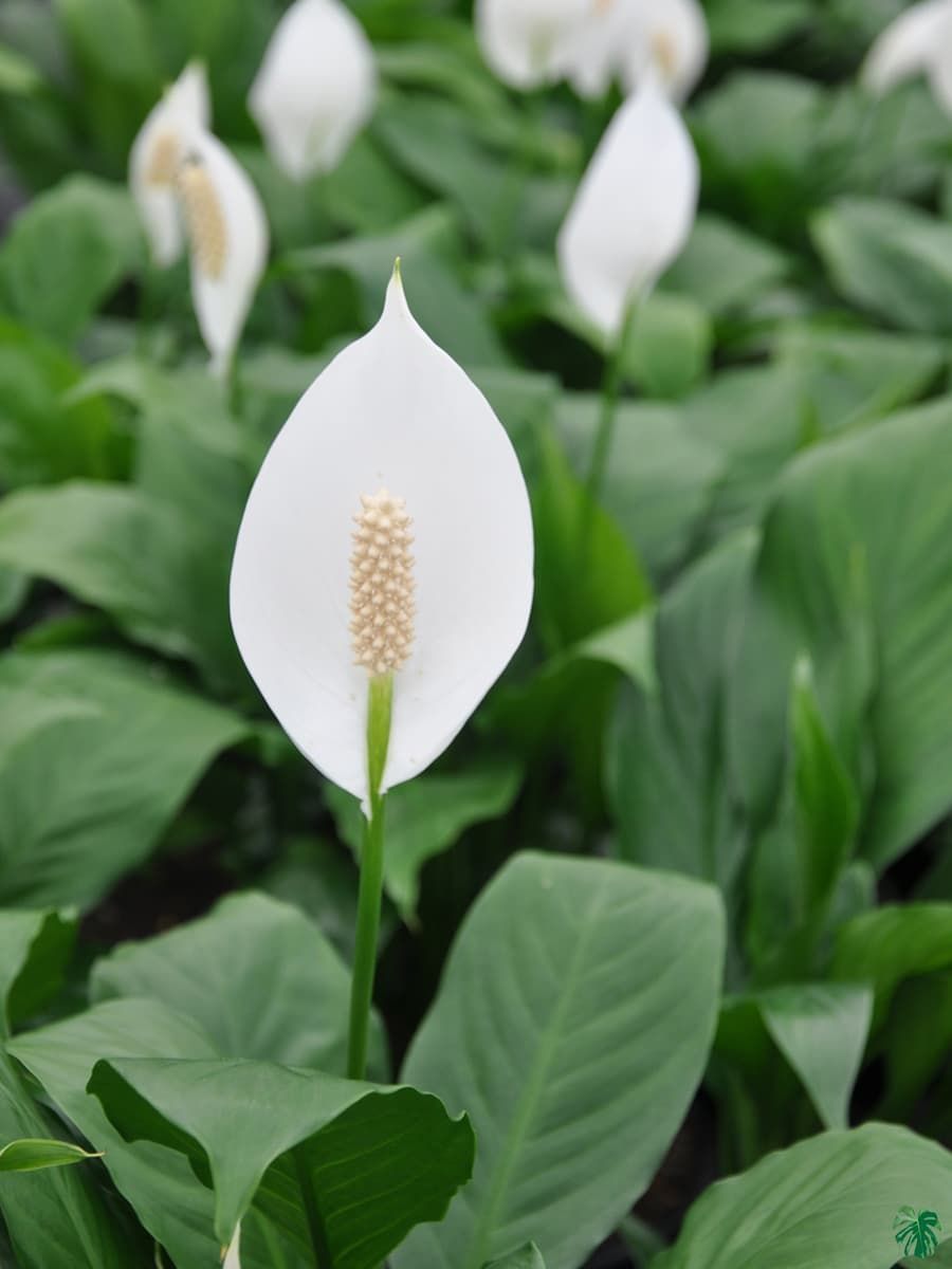 Peace Lily Plant_0