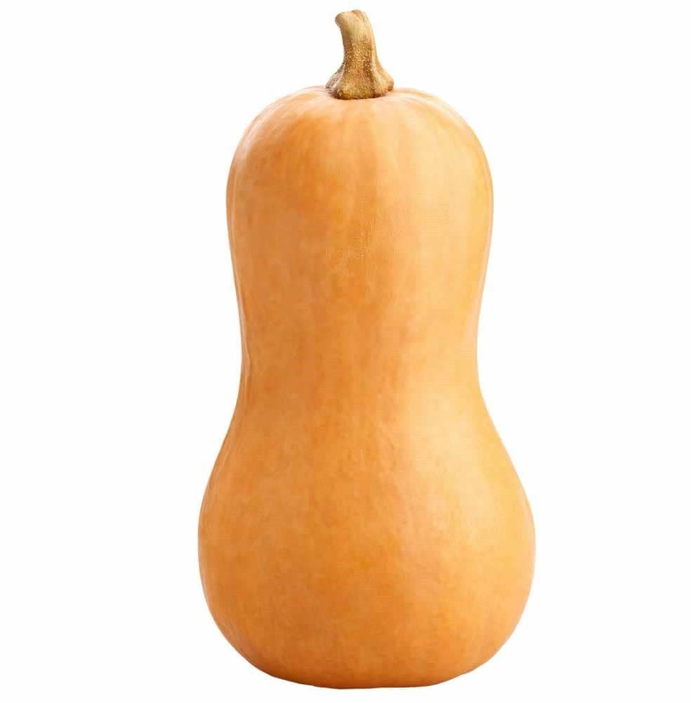 zapallo butternut 1 un_0