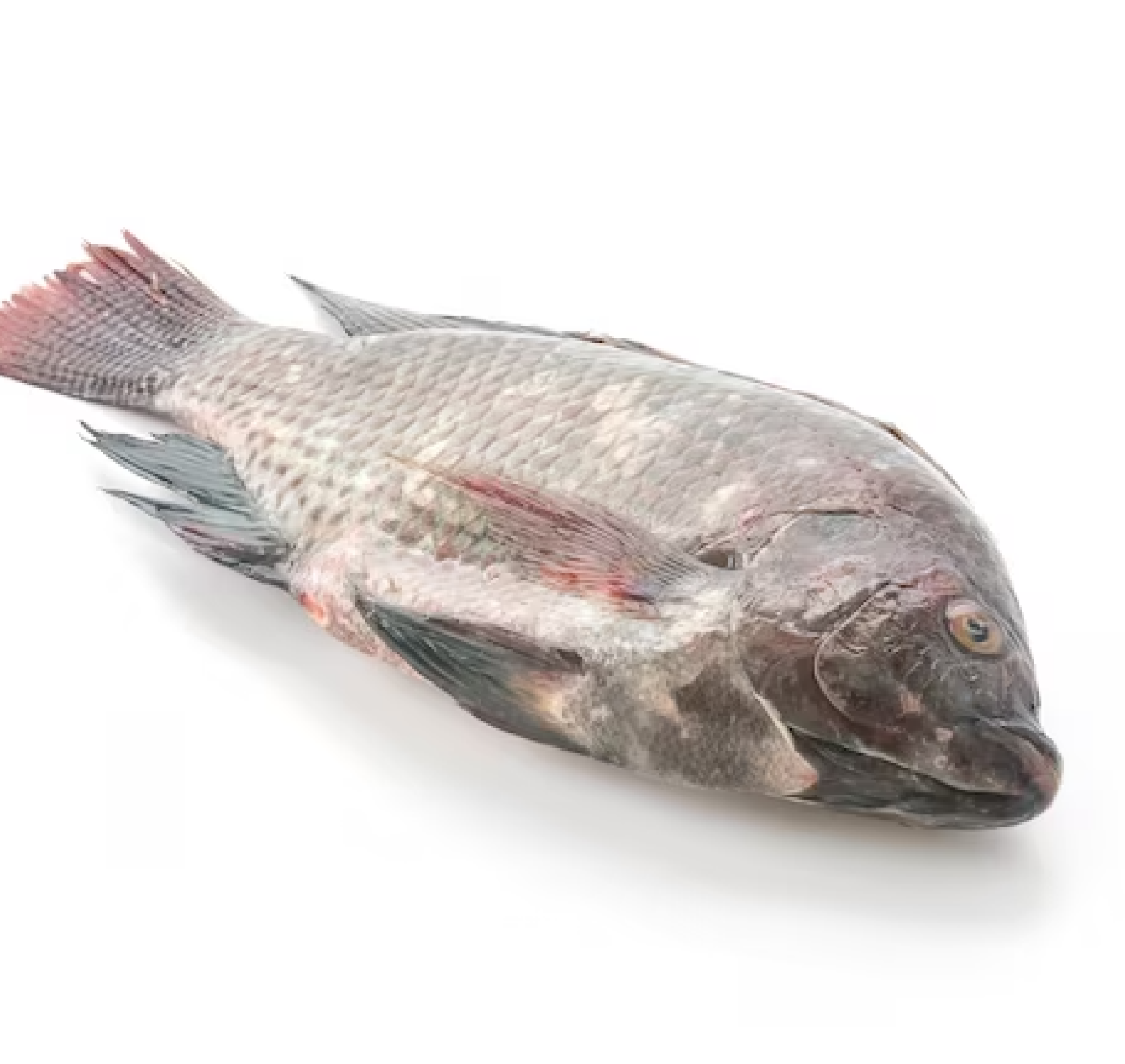 Tilapia (carpe de chine) / 300-500g_0