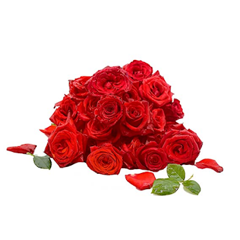 Red Rose_0