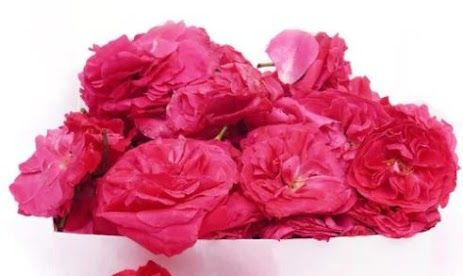 Paneer Rose _0