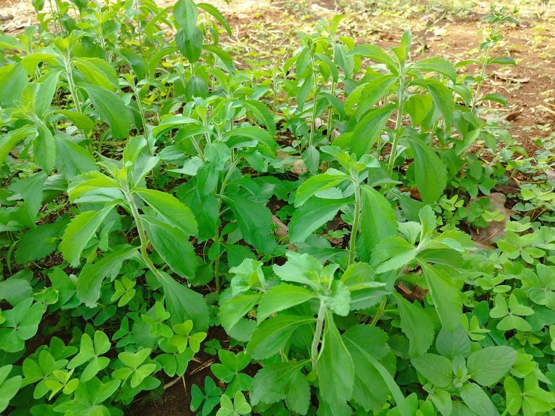Yacon_Stevia Suger_5