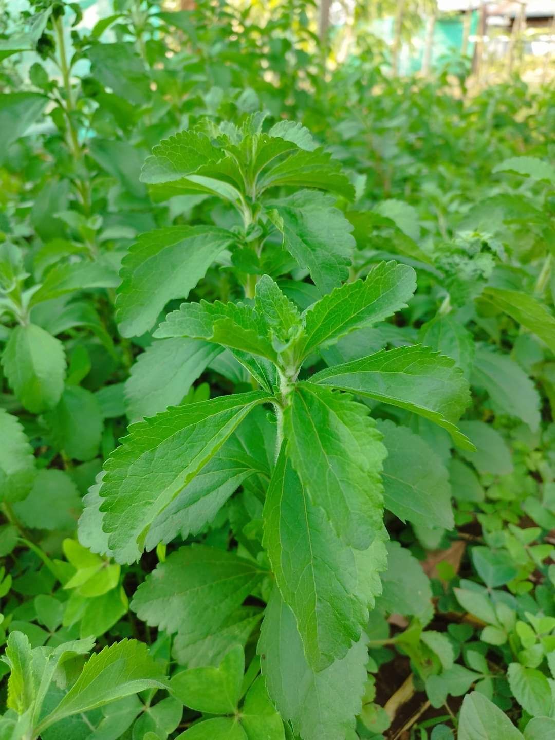 Yacon_Stevia Suger_6