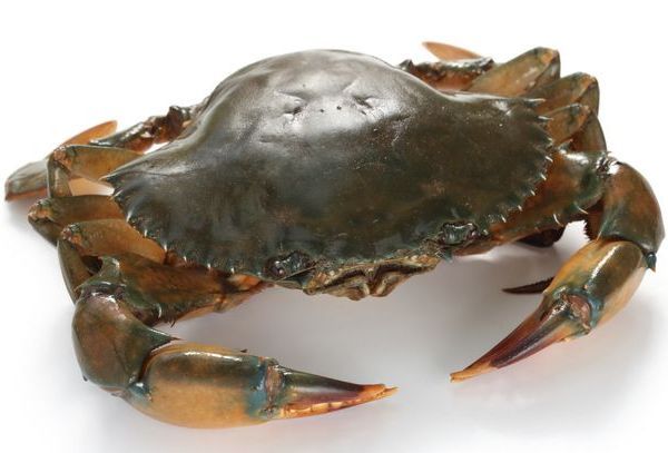 Live Crab, 4 x 500g~600g Meat Crabs (2.2kg+-)_0