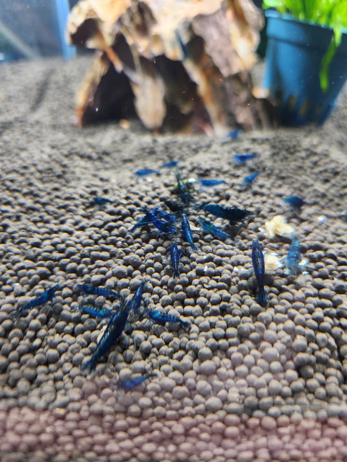 Blue Dream Shrimp_0