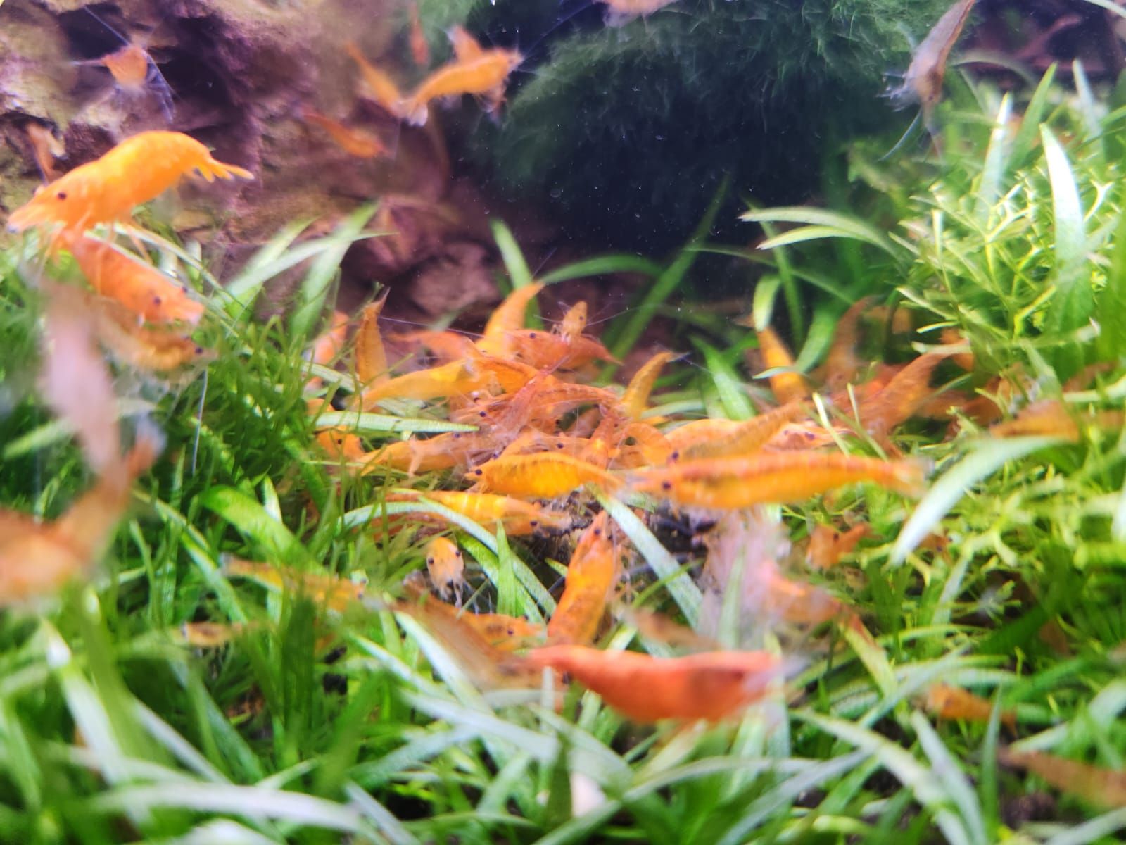 Orange Pumpkin Shrimp_0