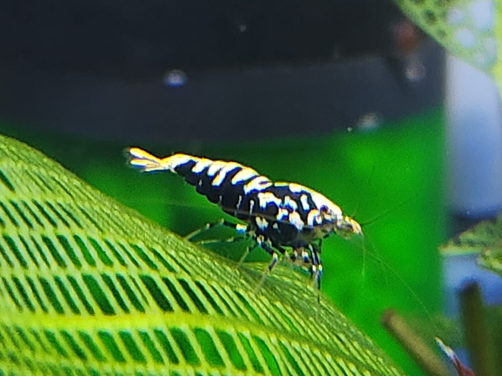 Black Galaxy Pinto Shrimp_0