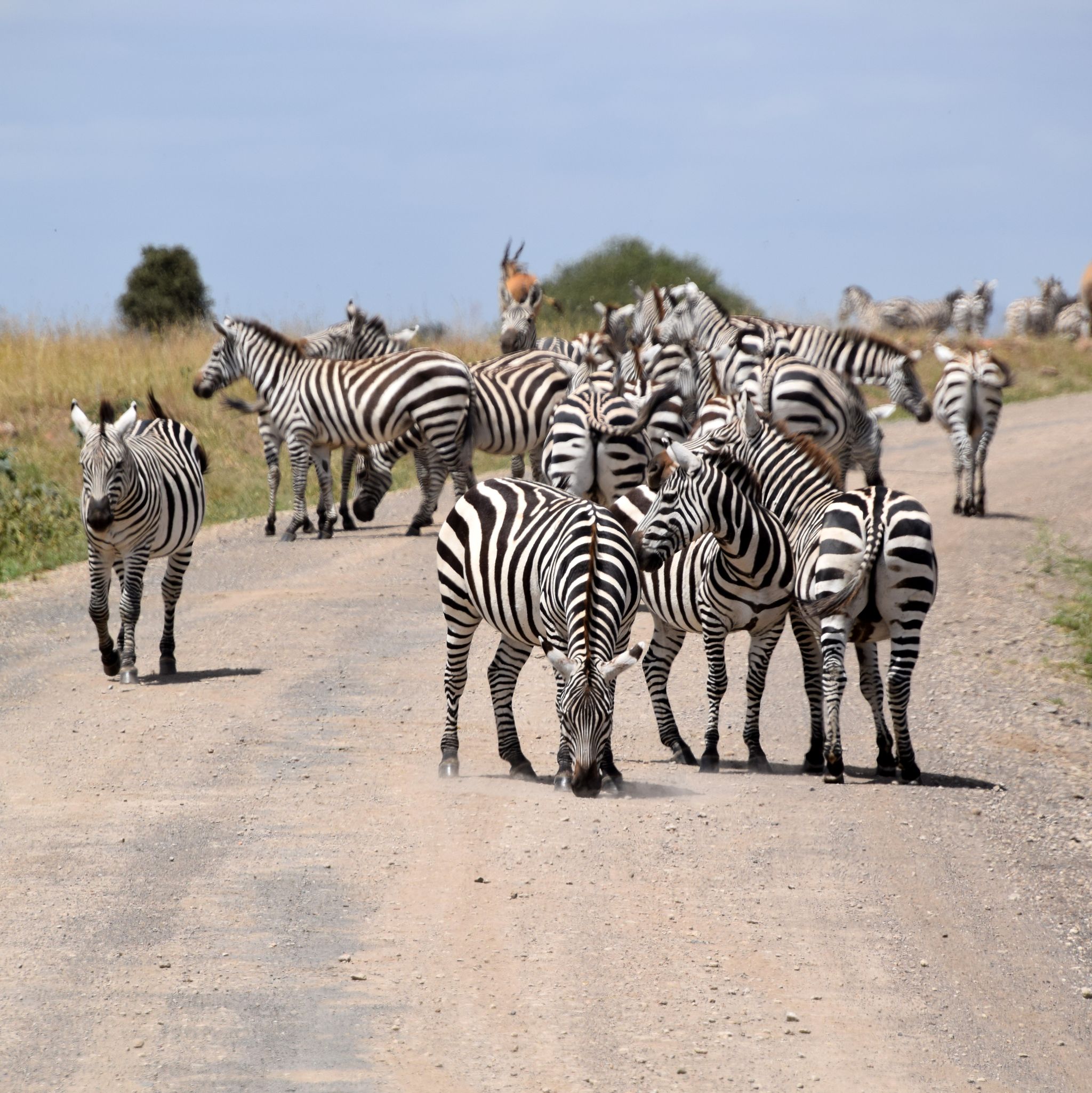 Nairobi National Park_0