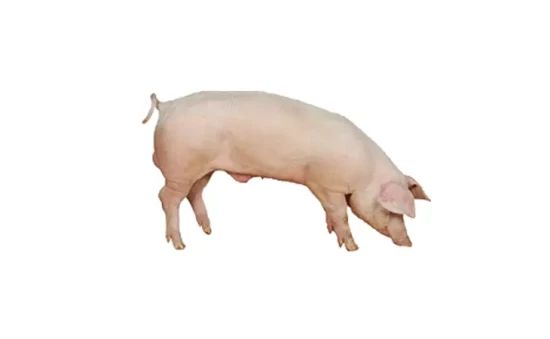 Porc Entier_0