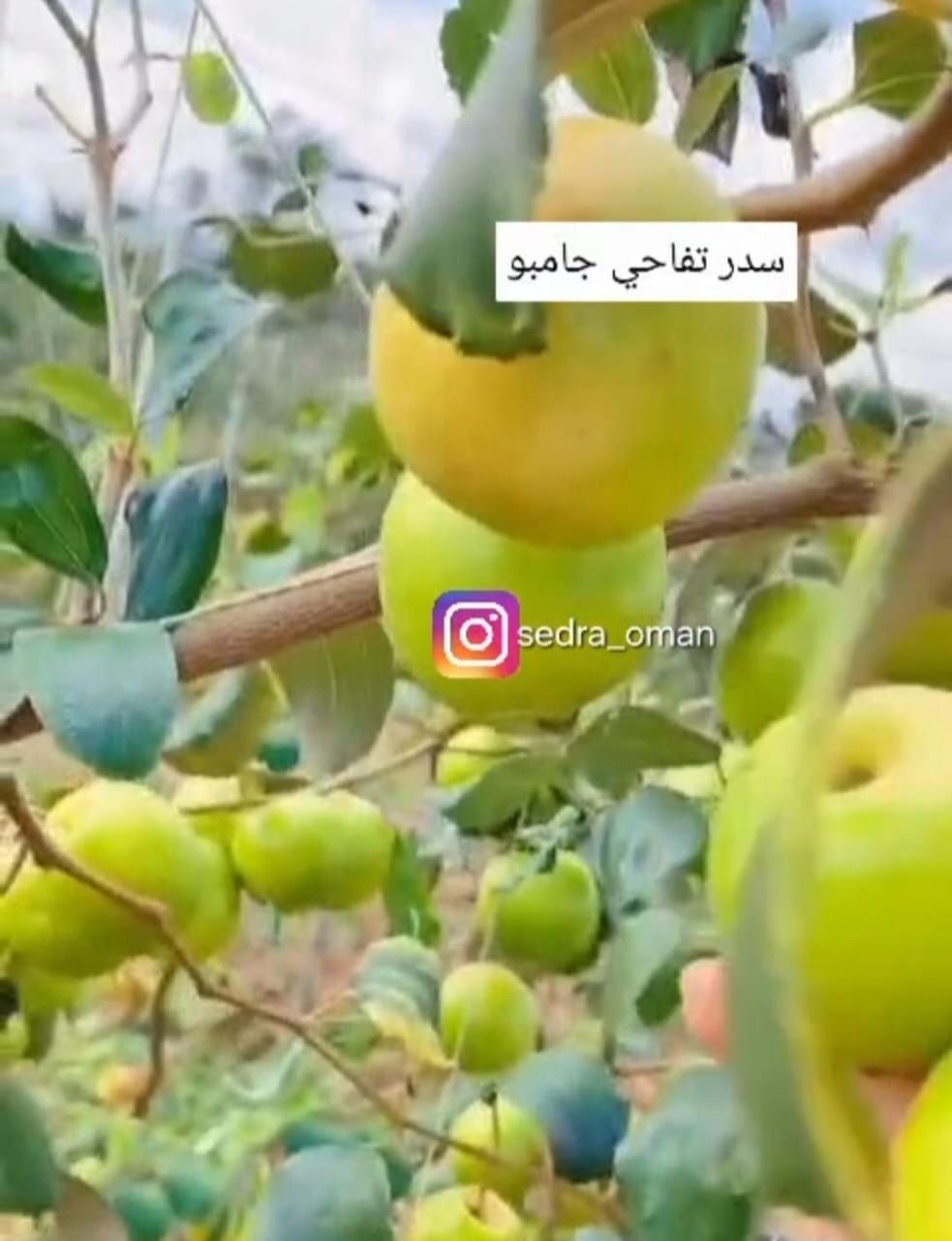 تفاحي جامبو_0