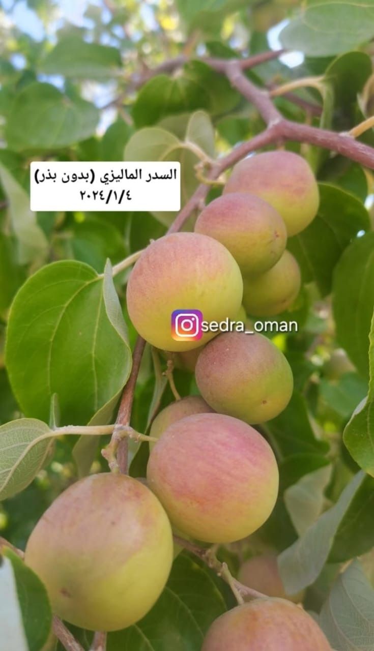 ماليزي_0