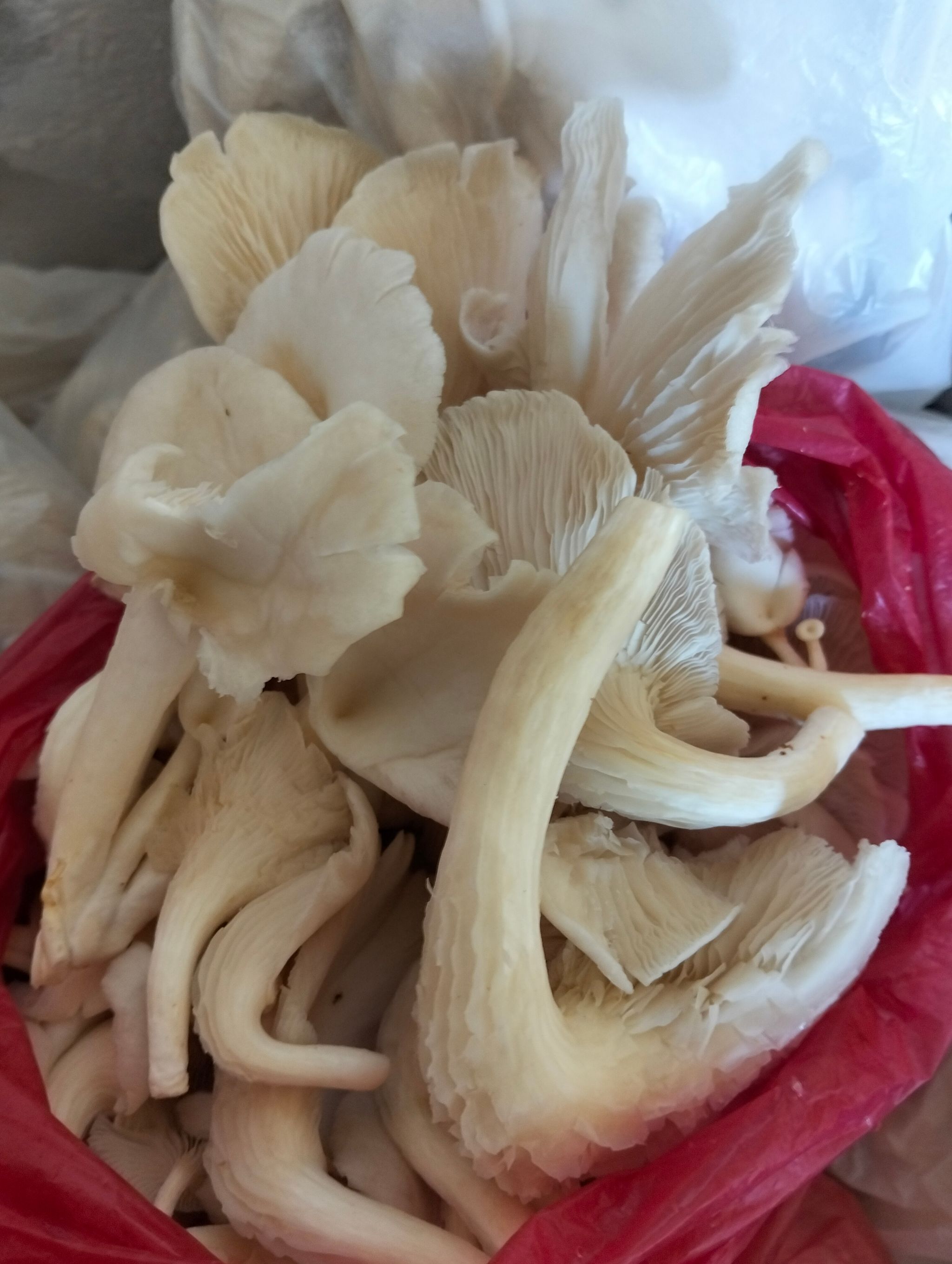 Mushroom Fresh_1