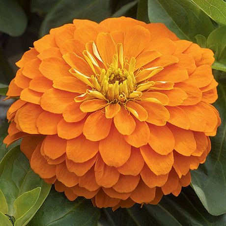 Zinnia Orange_0