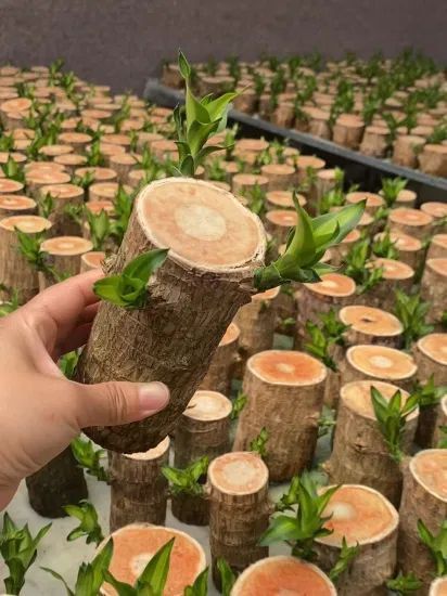 Lucky Bonsai Brazilian wood 🪵 (Mix size)_0