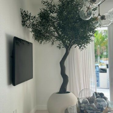 7ft tall Olive tree in matte being on a 30inch globe planter_0