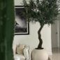 7ft tall Olive tree in matte being on a 30inch globe planter_2