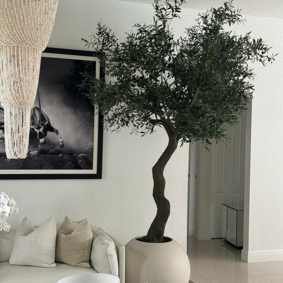 7ft tall Olive tree in matte being on a 30inch globe planter_5