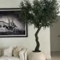 7ft tall Olive tree in matte being on a 30inch globe planter_6