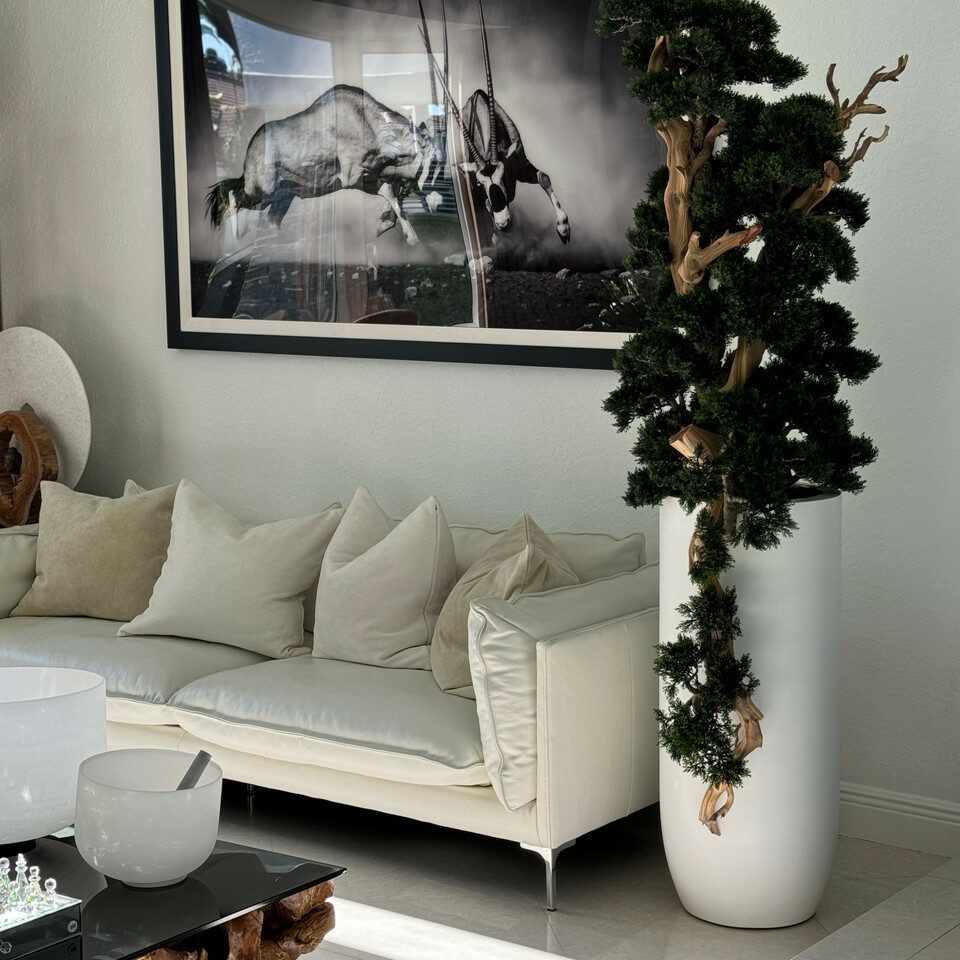 7foot tall Bonsai in matte white St Tropez planter _0