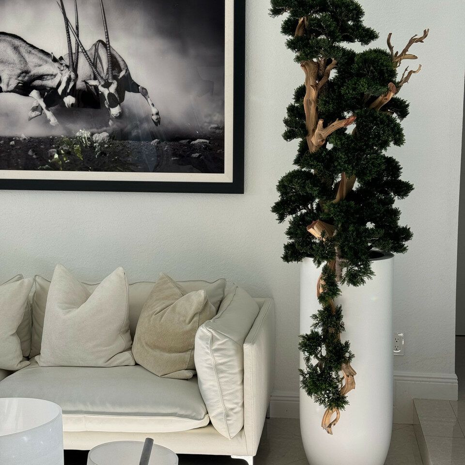 7foot tall Bonsai in matte white St Tropez planter _1