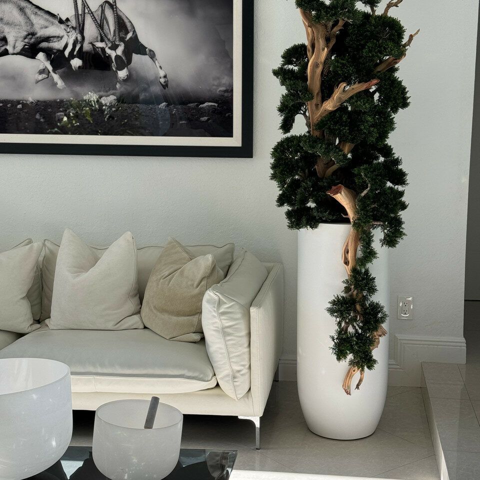 7foot tall Bonsai in matte white St Tropez planter _2