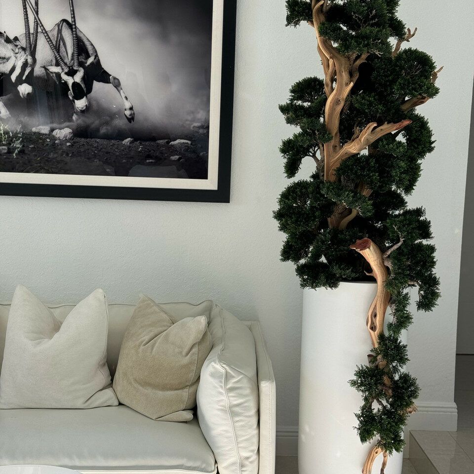 7foot tall Bonsai in matte white St Tropez planter _3