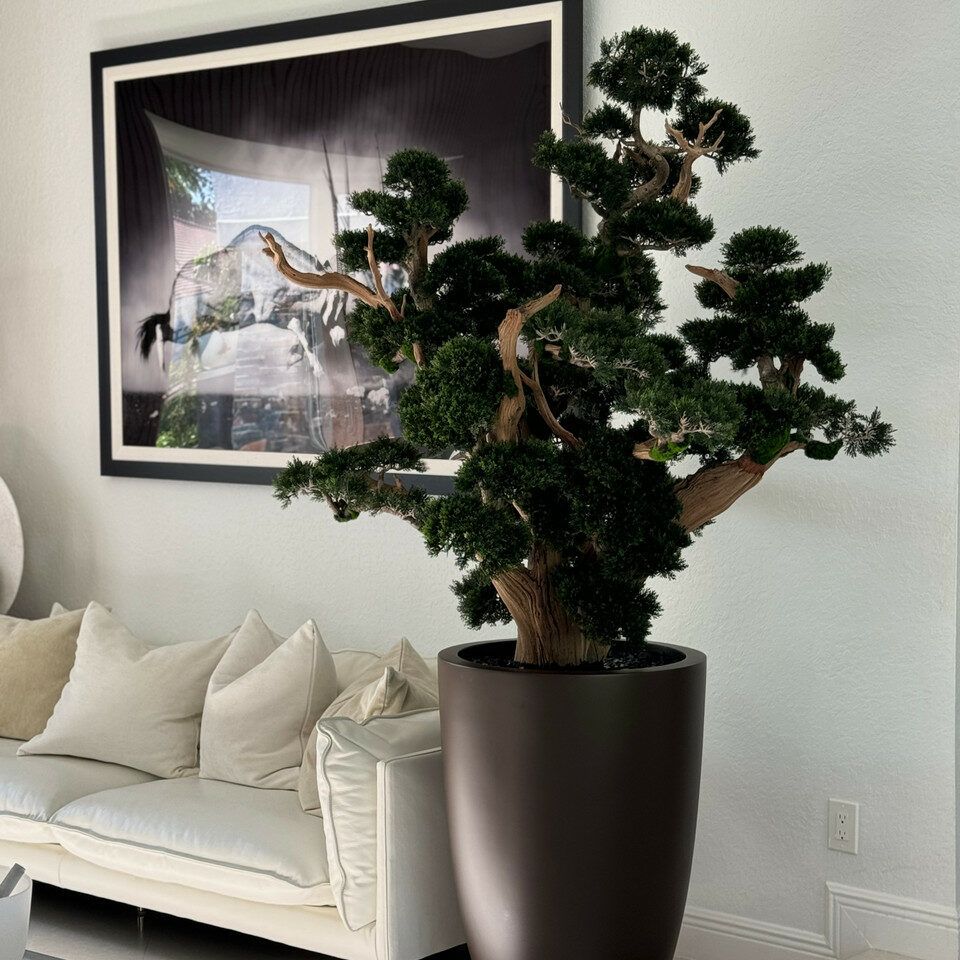 Oversized bonsai in matte brown Brannan planter _0