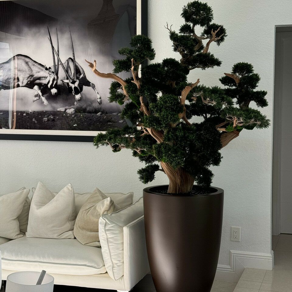 Oversized bonsai in matte brown Brannan planter _5