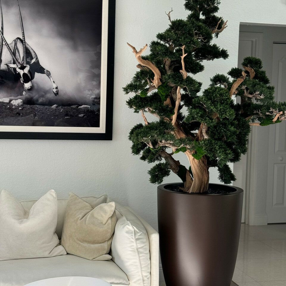 Oversized bonsai in matte brown Brannan planter _2