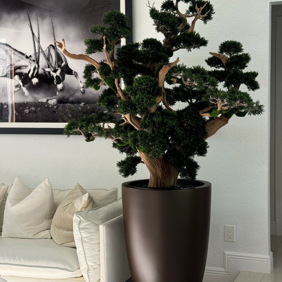 Oversized bonsai in matte brown Brannan planter _3