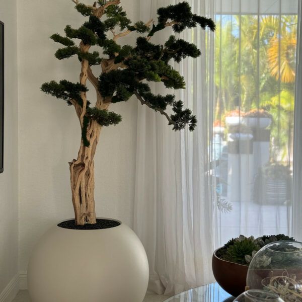 Trailing Bonsai in a 30inch satin beige globe_0