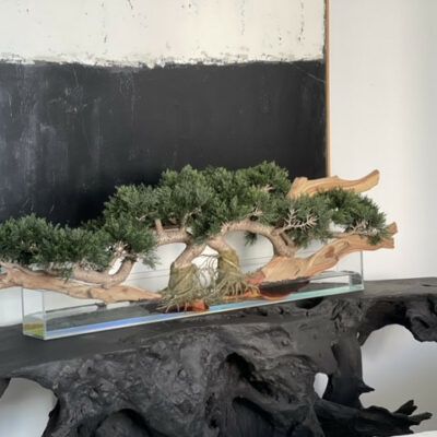 4ft long trailing cedar bonsai on 36inch glass plate planter_1