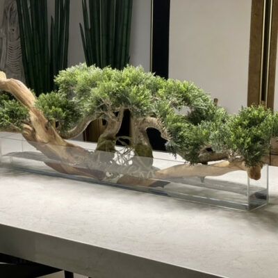 4ft long trailing cedar bonsai on 36inch glass plate planter_0