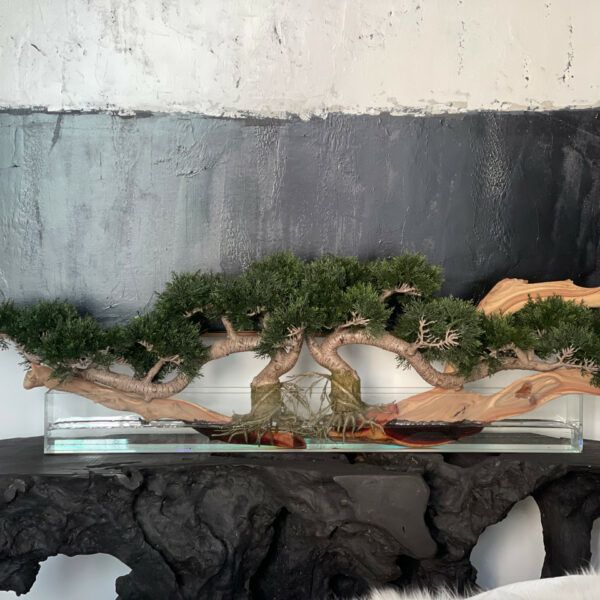 4ft long trailing cedar bonsai on 36inch glass plate planter_2