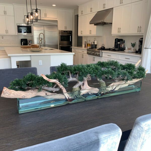 4ft long trailing cedar bonsai on 36inch glass plate planter_5