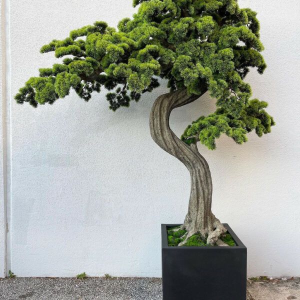 Oversized bonsai in block M planter_0